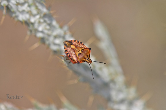 Purpur-Baumwanze (Carpocoris purpureipennis)